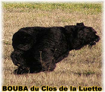 le bouvier des flandres et les oies - Elevage du CLOS DE LA LUETTE - COPYRIGHT DEPOSE